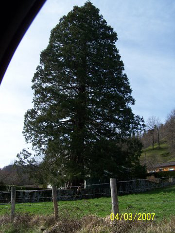 sequoiadendron giganteum