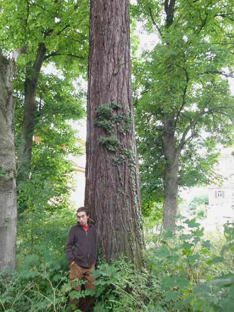 Sequoiadendron giganteum © Régis André