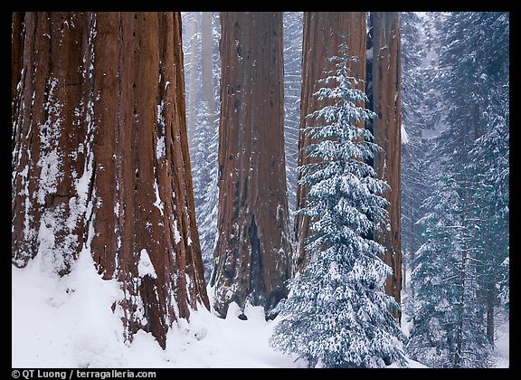 Dans les forêts de séquoias, l'essentiel des précipitations tombe sous forme de neige.