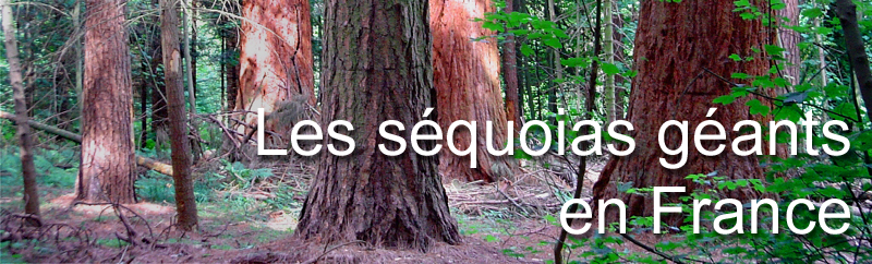 Sequoias géants de France