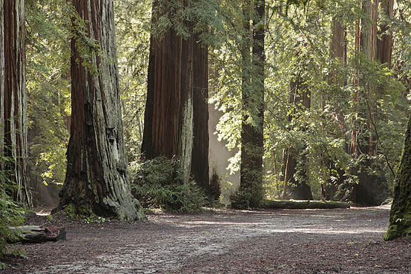 Un des "State Parks"protégeant les redwoods porte le nom de l'explorateur Portolá © David Baselt