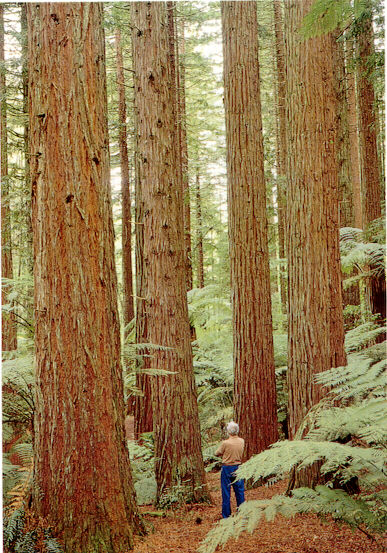 Séquoias près de Roturoa, Nouvelle-Zélande