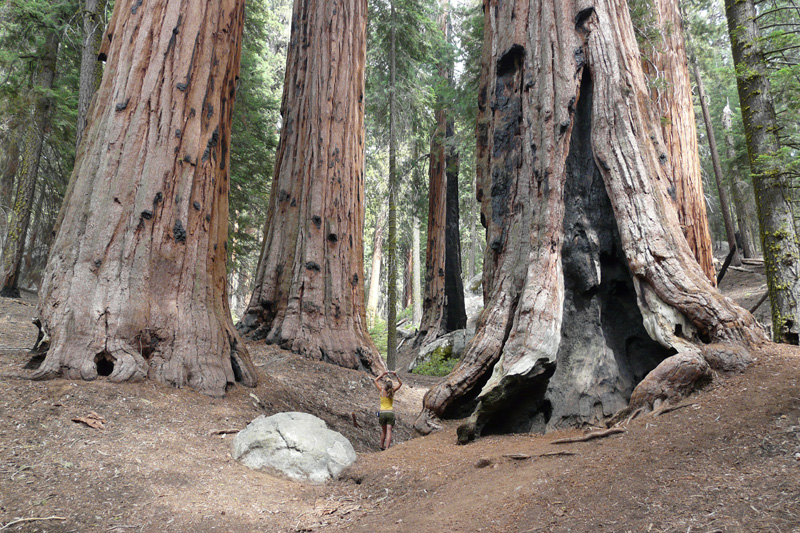 Cette photo reflète bien la démesure d'une forêt de séquoias géants © Marc Meyer