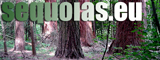 Séquoias en Europe : plan du site