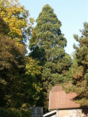 Séquoia dans un jardin privé qui en compte trois. © Marc Meyer
