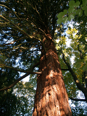 Séquoia géant dans le joli parc de Fond'Roy © Marc Meyer