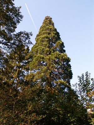 L'avenue du Prince d'Orange compte quatre séquoias géants. © Marc Meyer