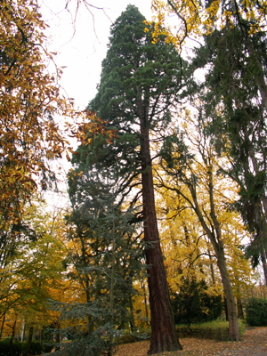 Un des deux séquoias de la Clinique Sans Souci à Jette. © Marc Meyer