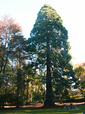 Gros séquoia dans le parc de la Sauvagère © Marc Meyer