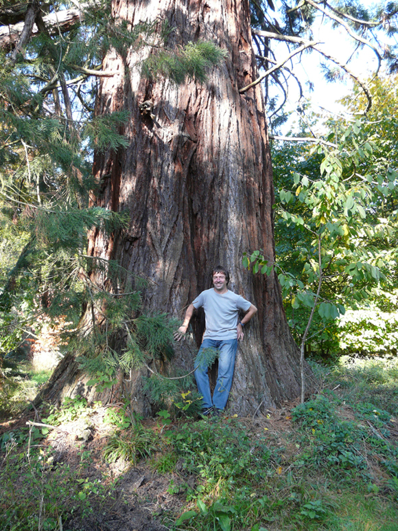Le plus gros séquoia géant de Belgique à Esneux © Marc Meyer