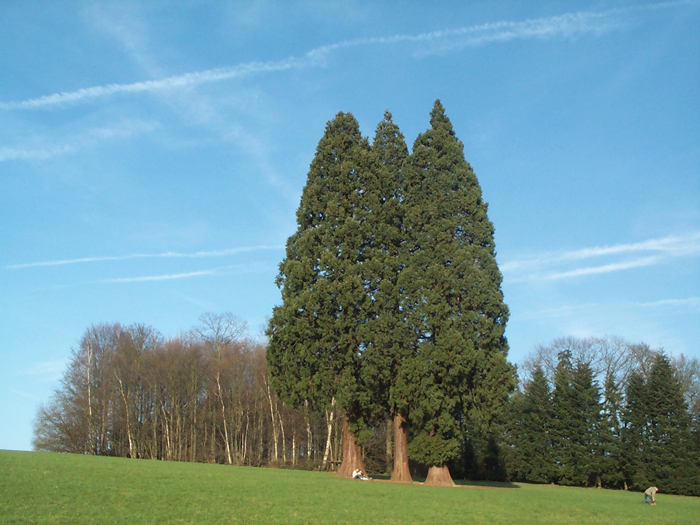 Trio de séquoias géants, Domaine Solvay, La Hulpe