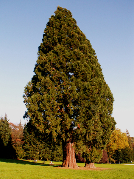 Sequoiadendron giganteum, La Hulpe