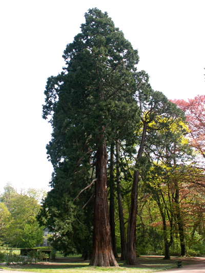 Séquoia géant à Mairemont