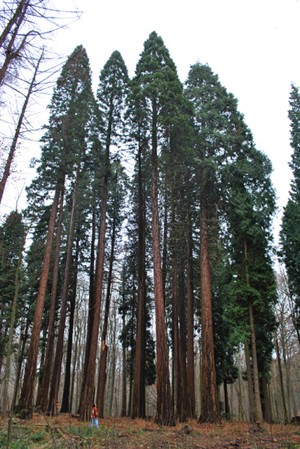 Séquoias géants autour des 45m de hauteur en Fort de Soignes