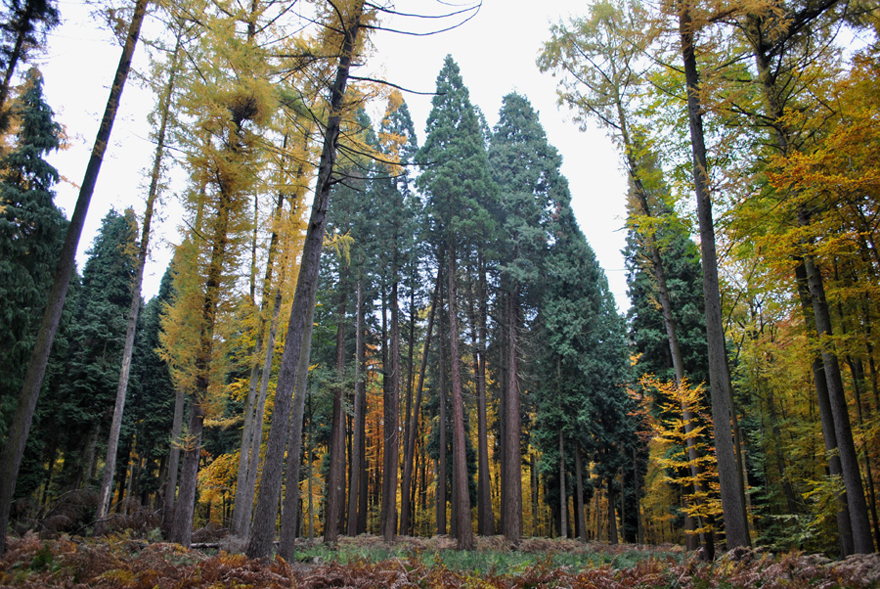 Massif de séquoias géants en forêt de Soignes