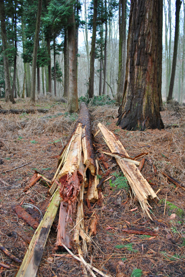 séquoia victime d'une tempête hivernale