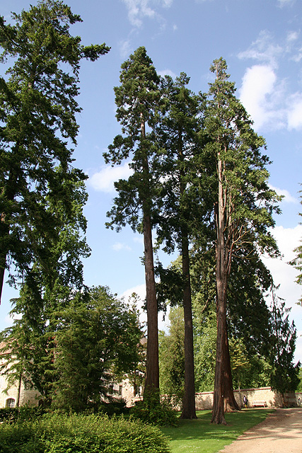 Séquoias géants dans l'arboretum d'Harcourt ©Stéphane Sudre