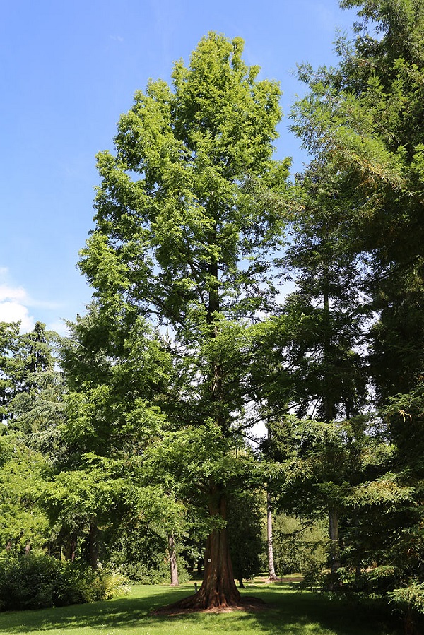 Jeune sequoiadendron giganteum ©Stéphane Sudre