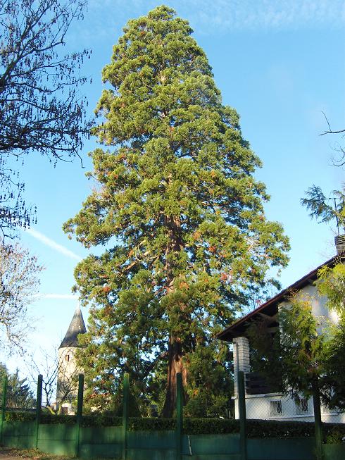 Magnifique séquoia à Chancelade
