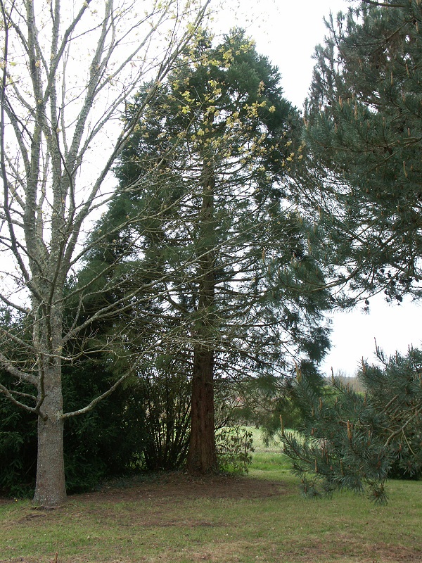 Séquoia géant à Bazas
