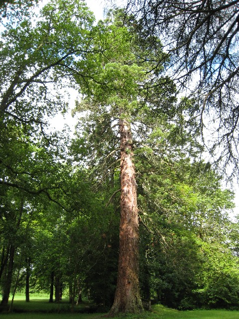 Séquoia géant à Campagne