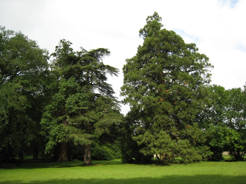 Séquoia géant au Châreau de Campagne