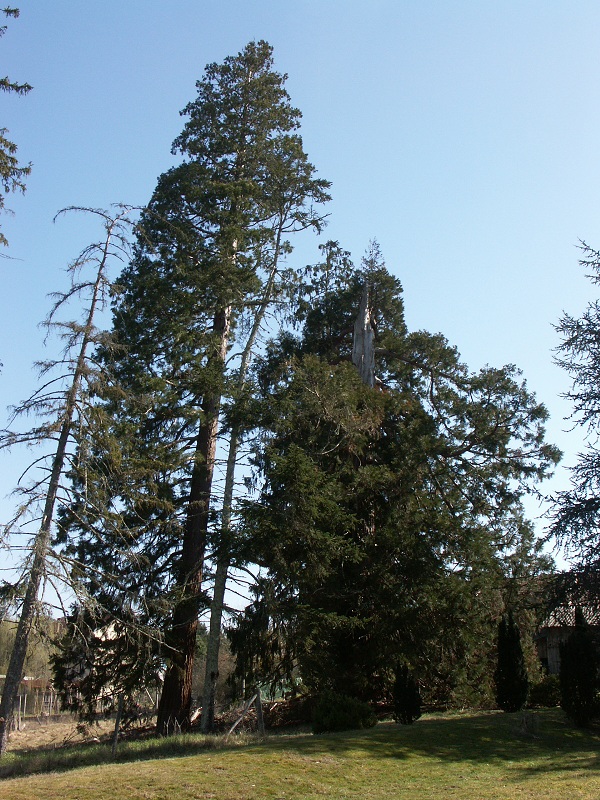 Séquoias géants à Captieux