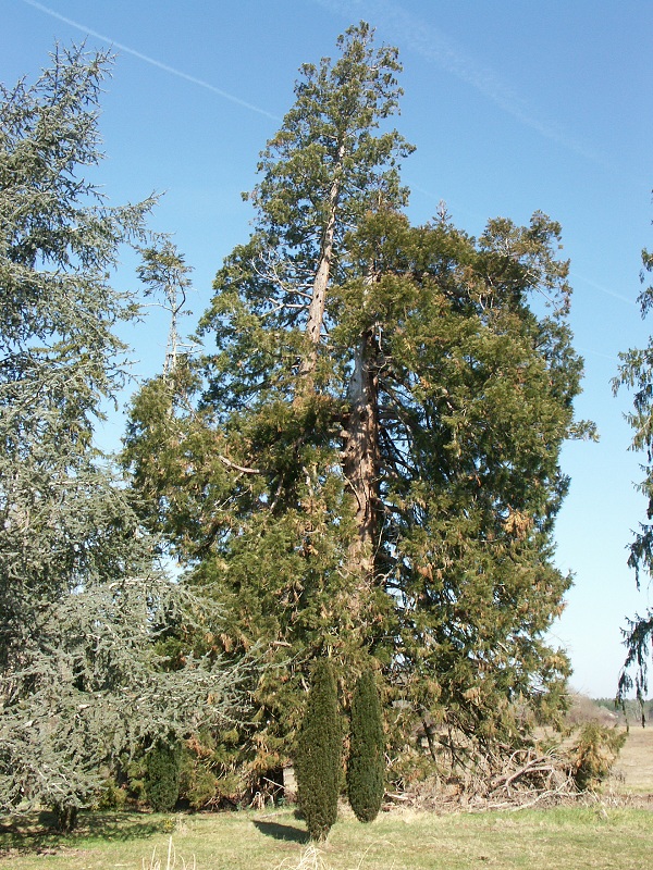 séquoia géant foudroyé