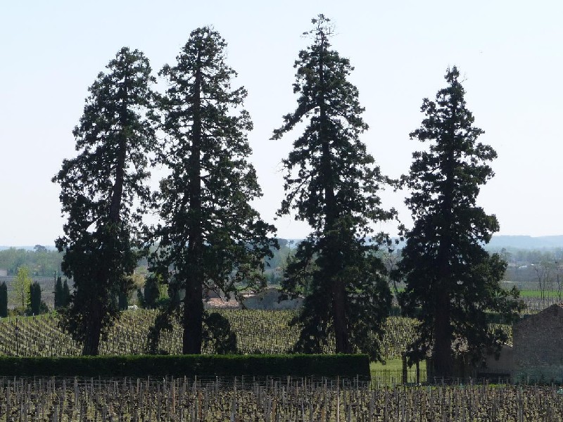 Séquoias géants au Château la Gaffelière