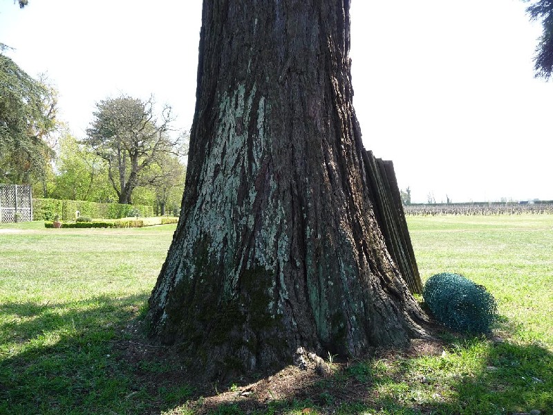 Séquoia géant à St Emilion