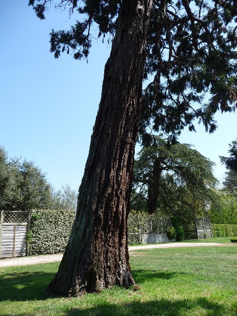 Séquoia géant Château la Gaffelière