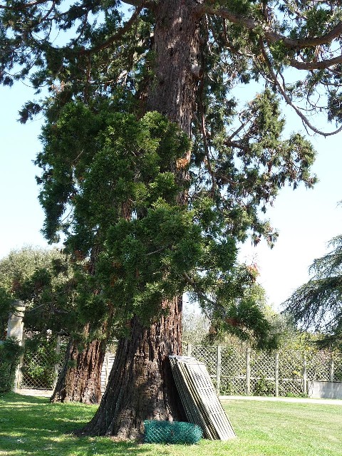 Séquoias géants à St Emilion
