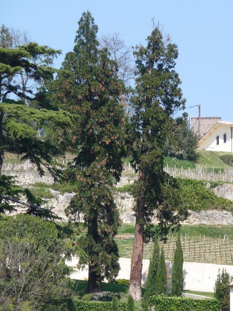 Séquoias géants Château Pavie