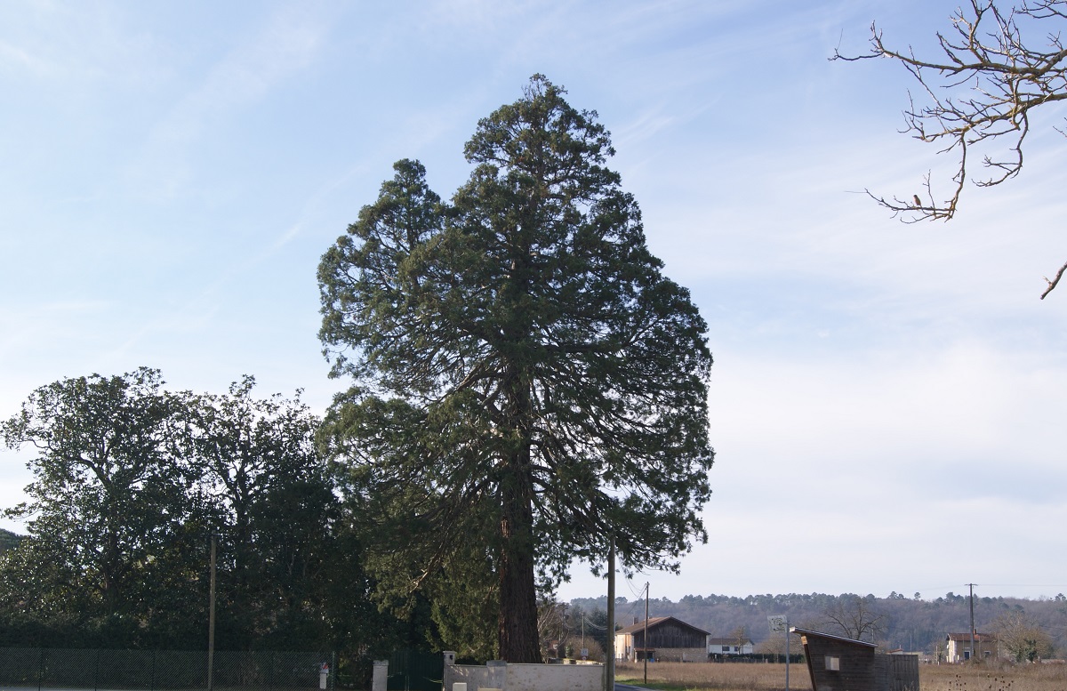 Séquoia géant à Douzillac