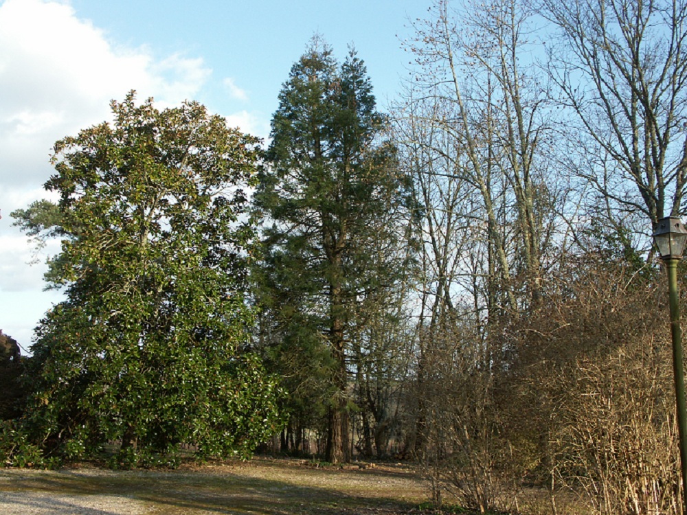 Séquoia géant à Gajac