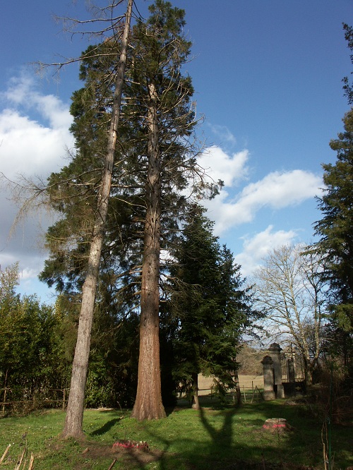 Séquoias géant