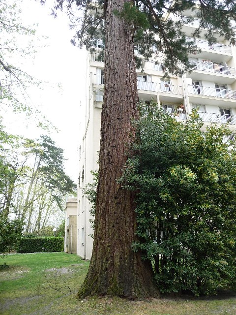 Séquoia géant à Gradignan