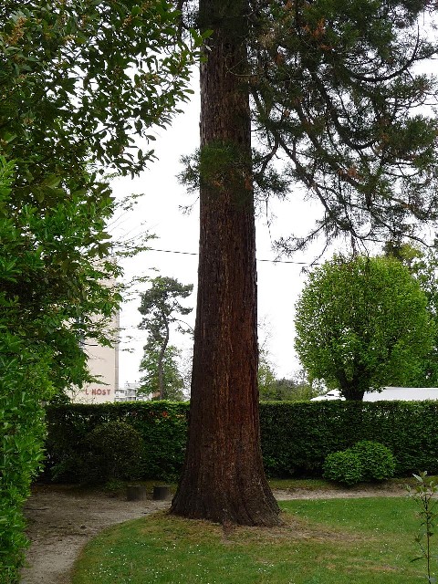 Séquoia géant à Gradignan