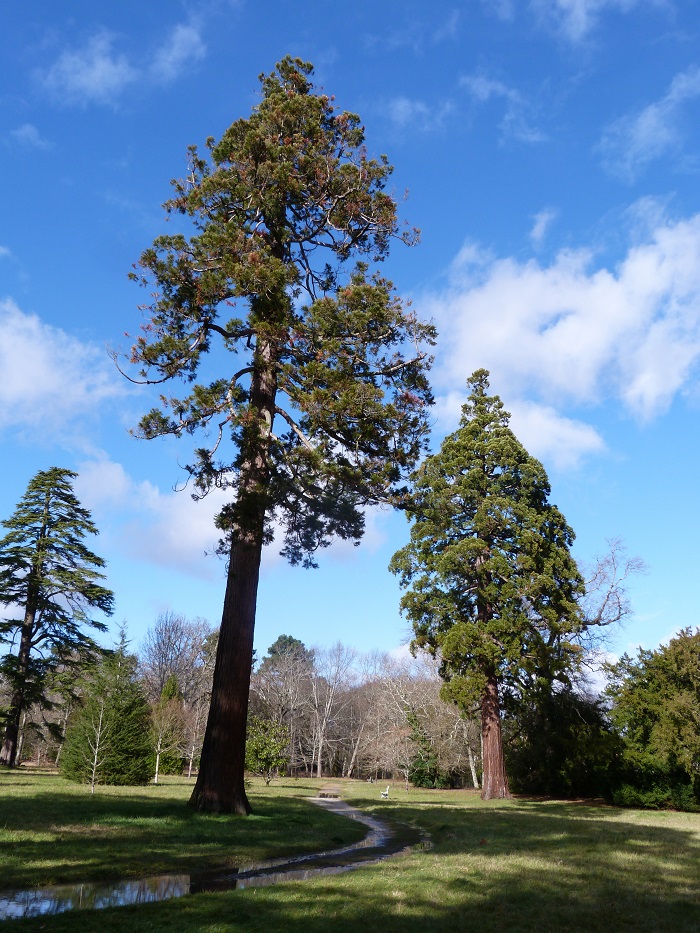 Séquoias géants à Gradignan