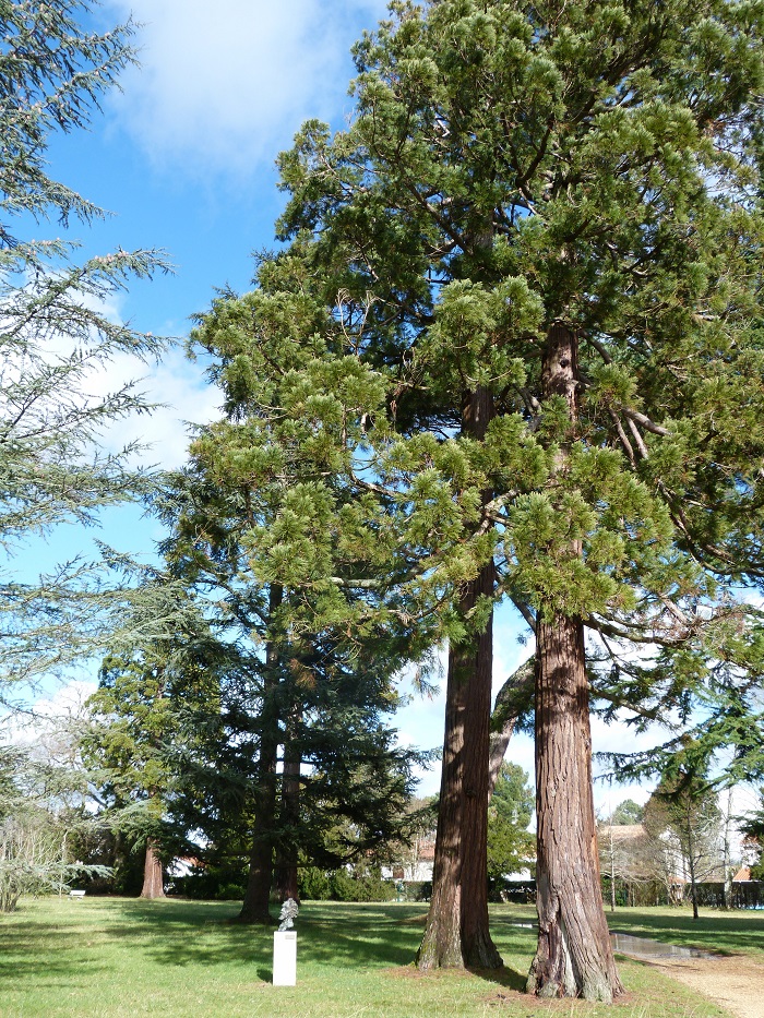 Séquoias géants à Gradignan