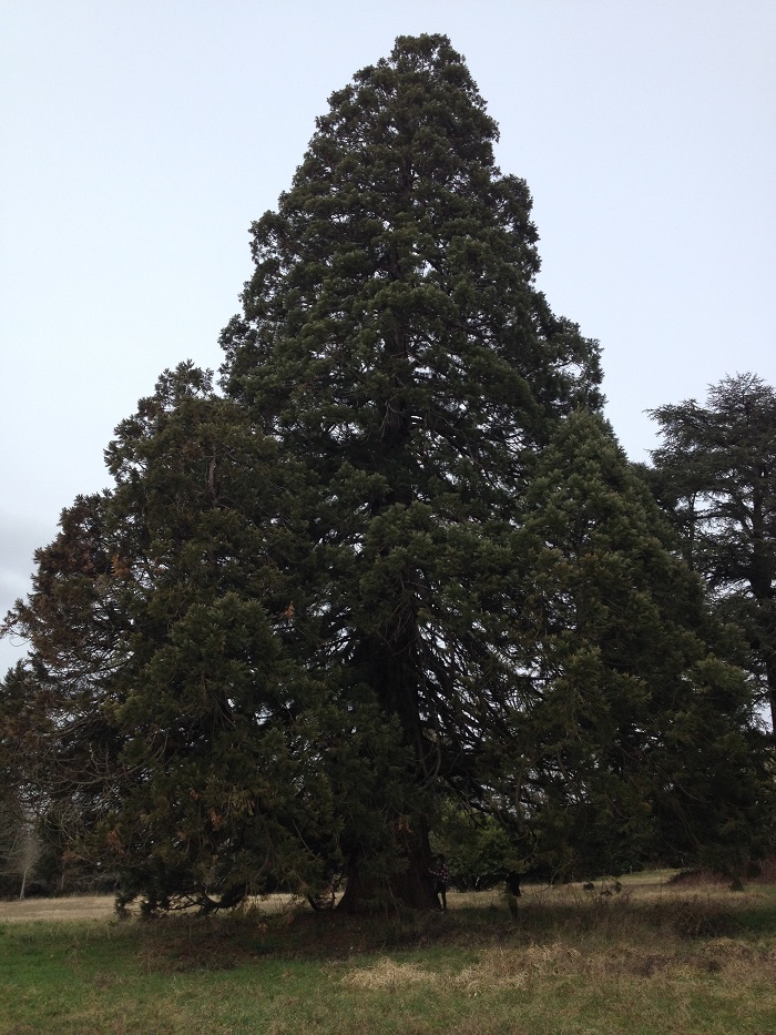 Séquoia géant à Javerlhac