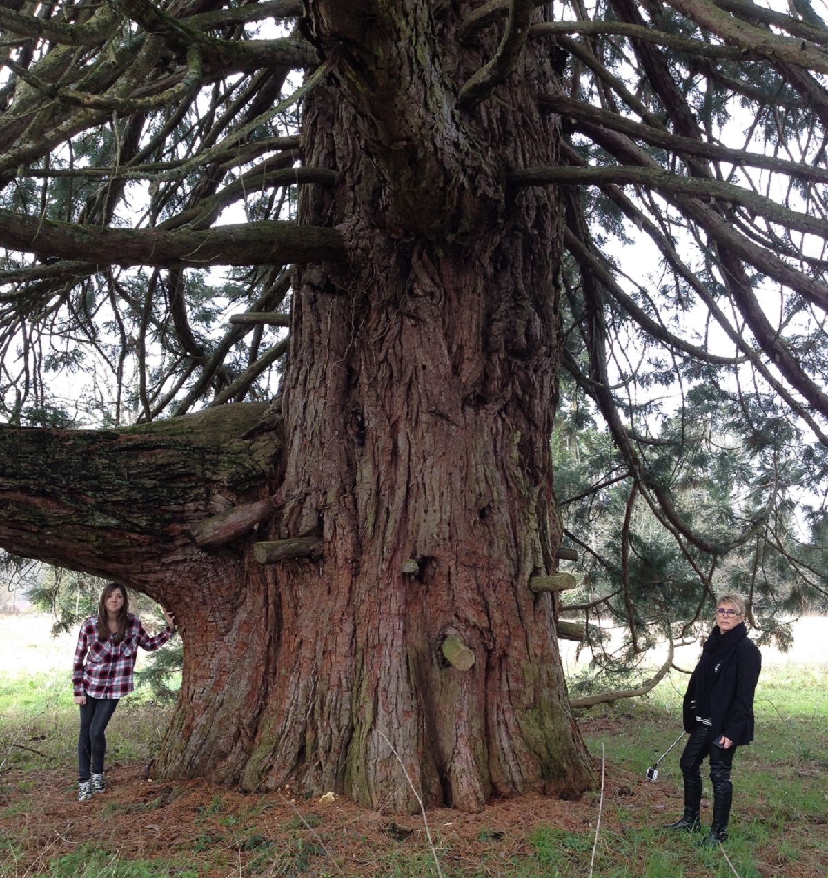 Séquoia géant à Javerlhac