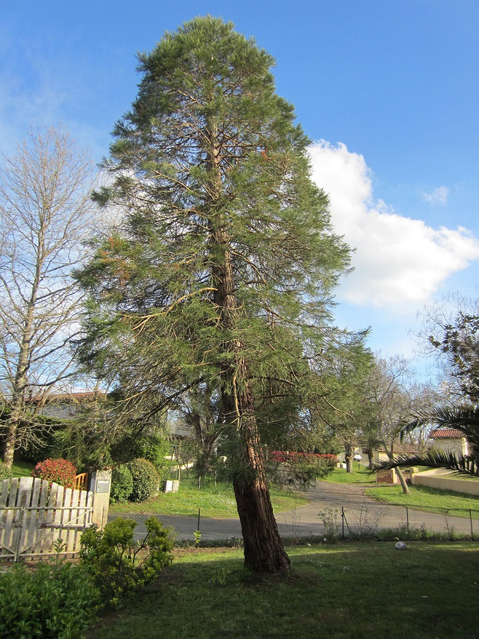 Séquoia géant à Josse