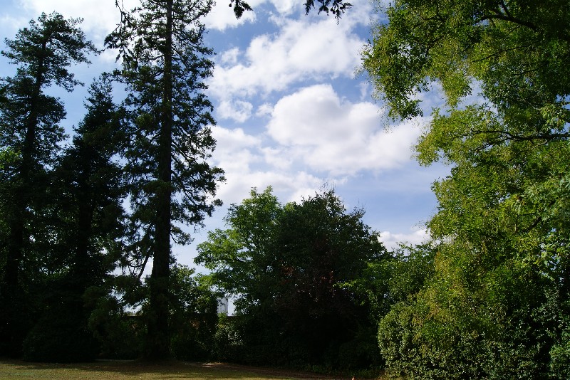 Séquoia géant à Lormont résidence "les Alloys"