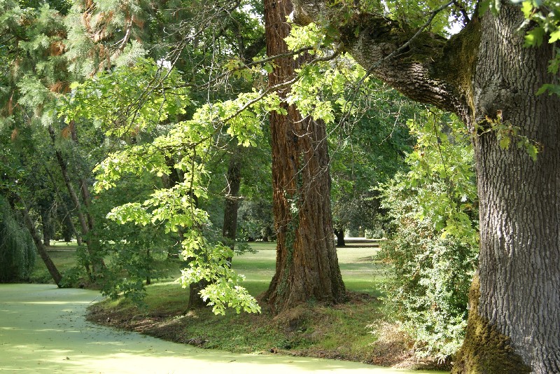 Séquoia géant au Château  Mouton Rothschild