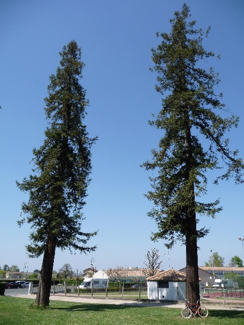 Séquoias sempervirens parc place Bourgeoise