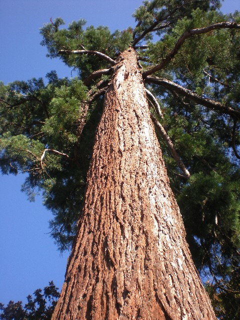 Séquoia géant à Portet