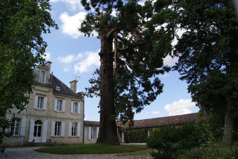 Séquoia géant au Château Cos Labory