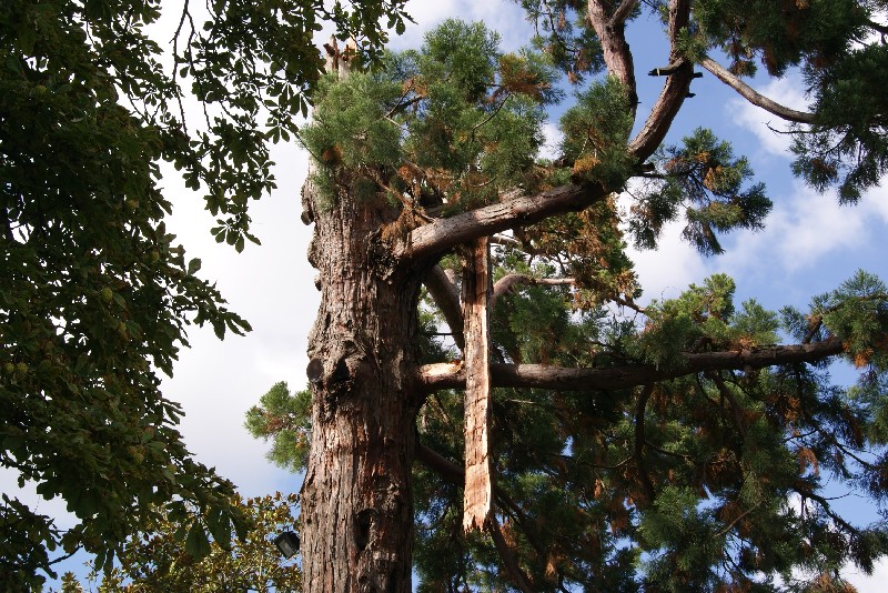 Séquoia géant à Saint Estèphe