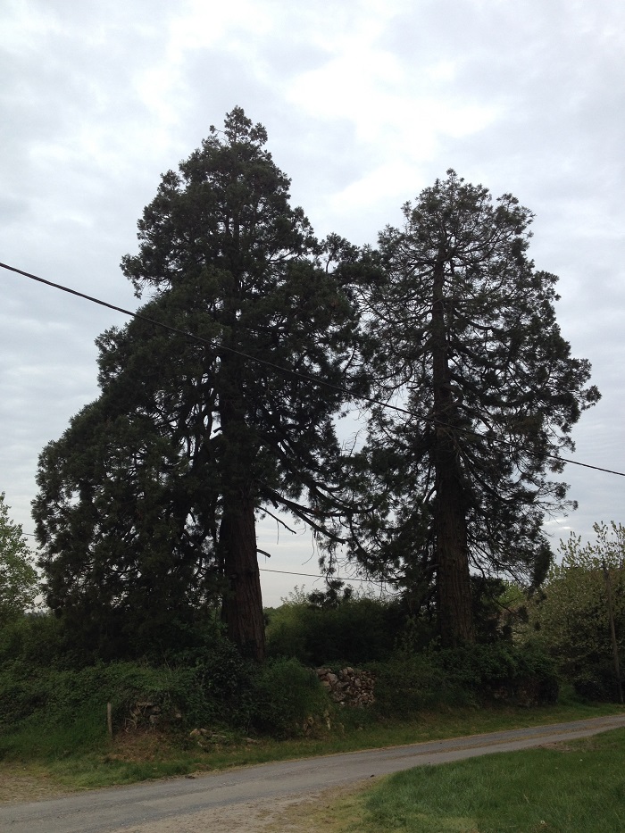 Séquoias géants à St Front sur Nizonne